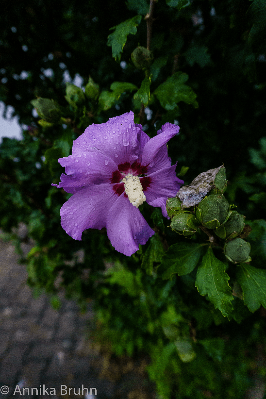 Hibiskus
